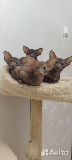 Ориентальные котята