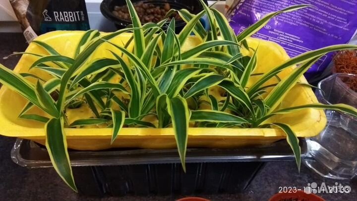 Хлорофитум