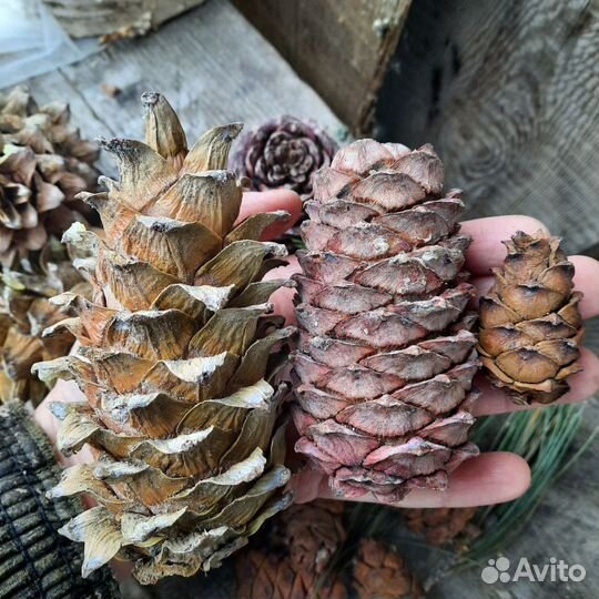 Шишки 3 видов кедровых сосен (кедра)