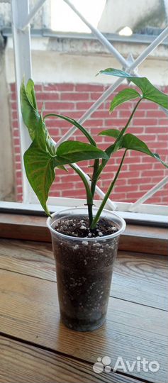 Сингониум конфетти