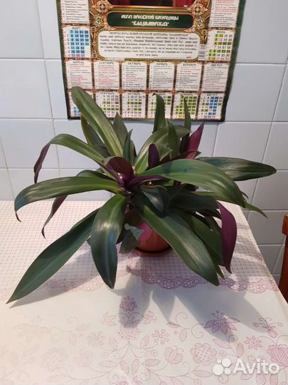 Традесканция рео