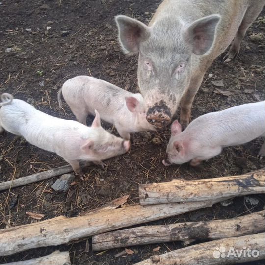 Поросята