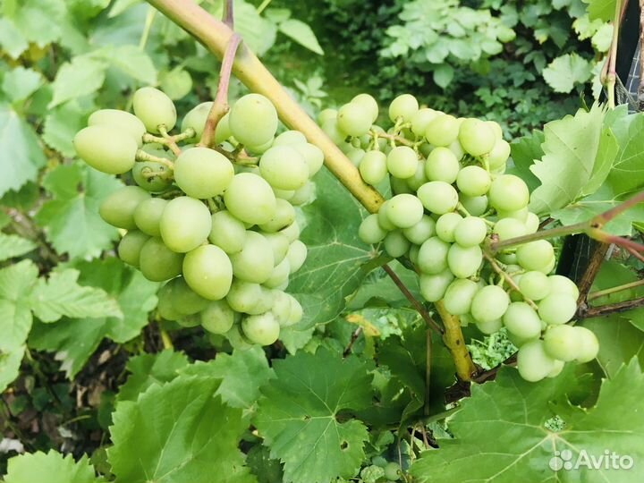 Саженцы винограда Изабелла белая ранняя