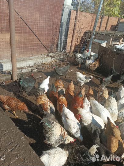 Молодые петухи