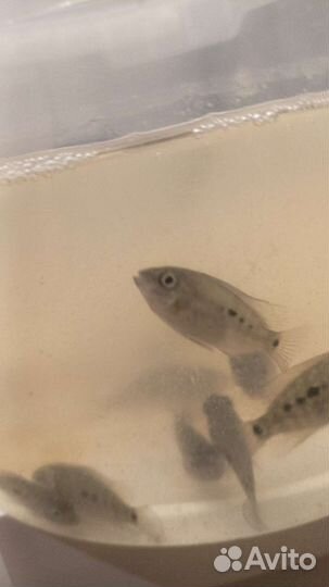 Живая рыба Бриллиантовая Цихлазома