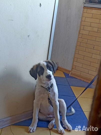 Собака в добрые руки щенок алабай