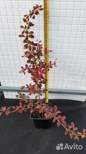 Барбарис Тунберга (часть 2)