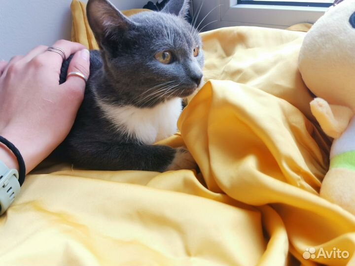 Кошечка котенок