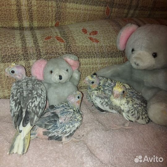 Попугай корелла птенцы