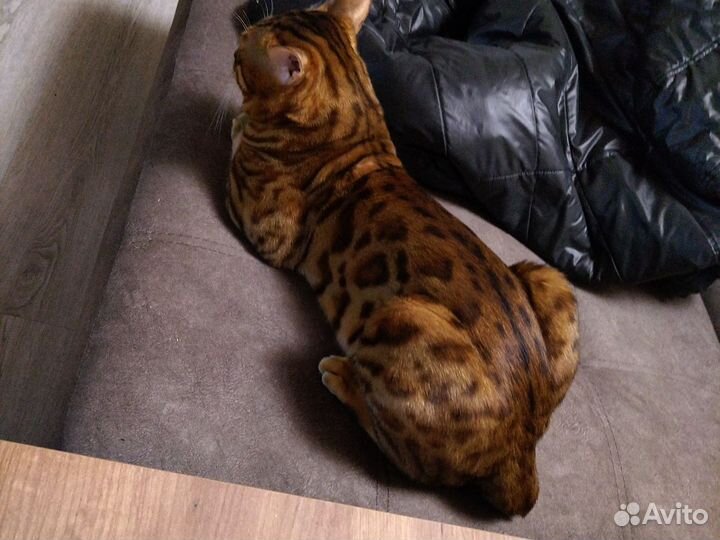 Бенгальский кот вязка