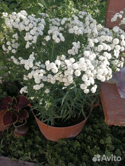 Жемчужница