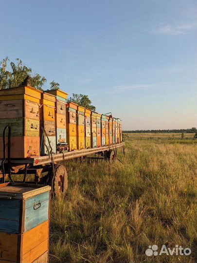 Мед с личной пасеки. Доставка. Прополис