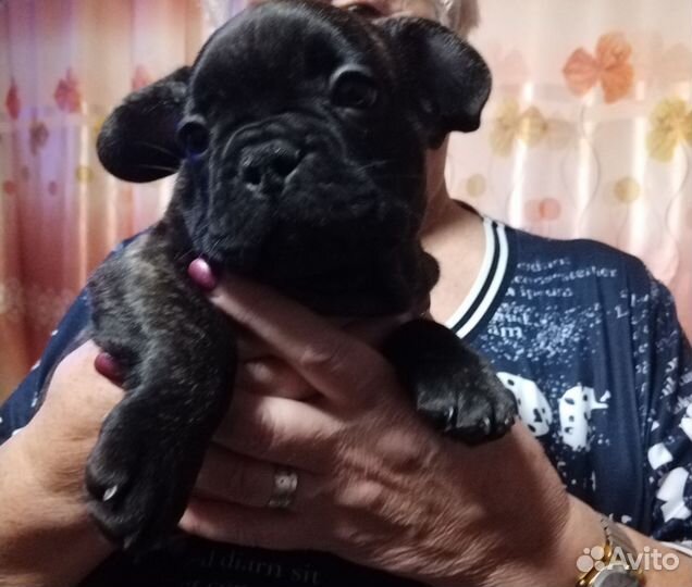 Щенки французского бульдога