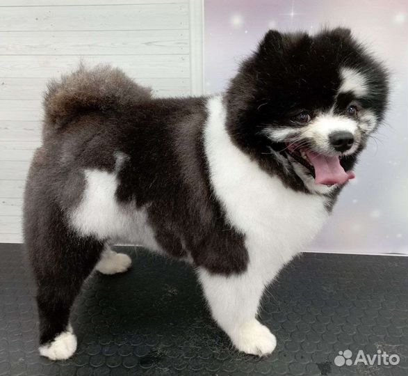 Стрижка собак и кошек