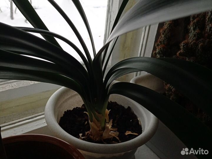 Фикус каучуконосный большой