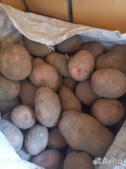 Продам картофель