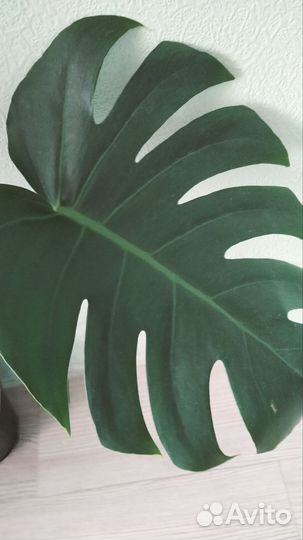 Монстера деликатесная