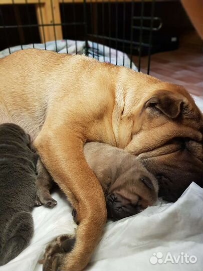 Щенки шарпея