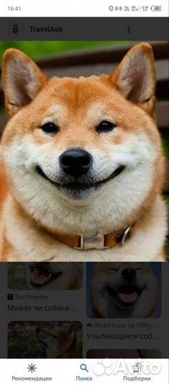 Собака барабака