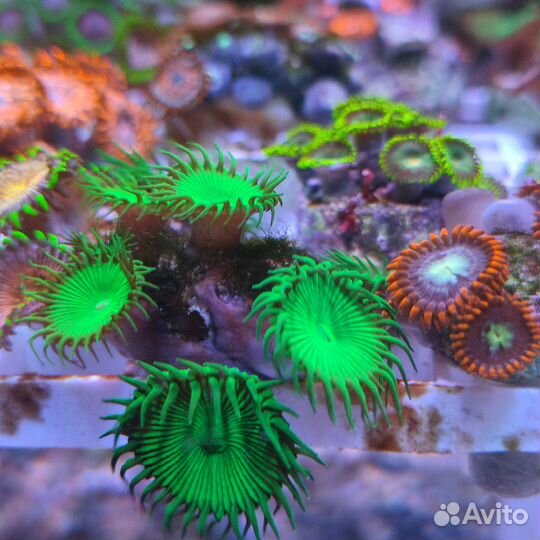 Кораллы в морской аквариум