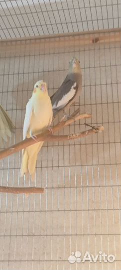 Попугай корелла птенец