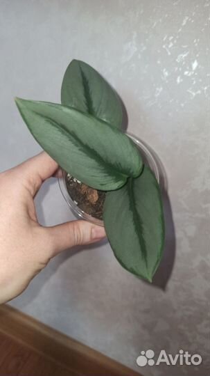 Сциндапсус мунлайт