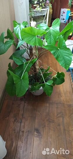 Сингониум Эмиральд Грин