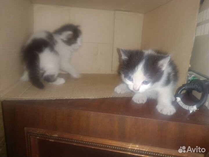 Котята в добрые руки два мальчика