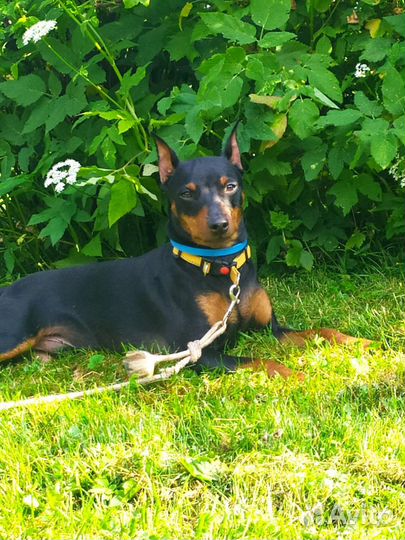 Вязка цвергпинчер