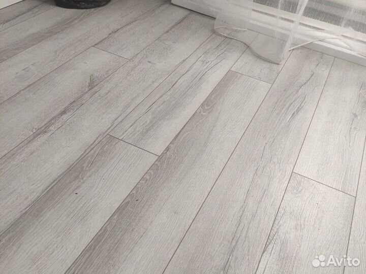 Мускусные утки