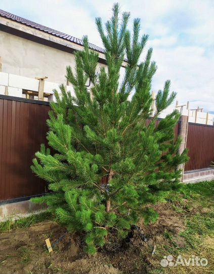 Сосна саженцы от Питомника
