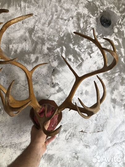 Рога оленя