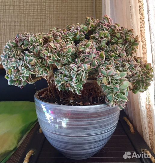 Редкие суккуленты