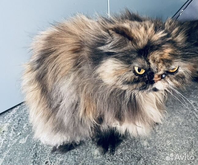 Кошечка в добрые руки