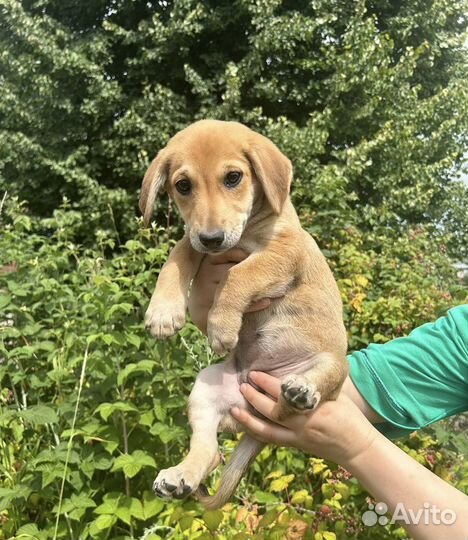 Щенок вырастет небольшим