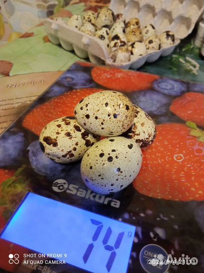 Перепелки несушки