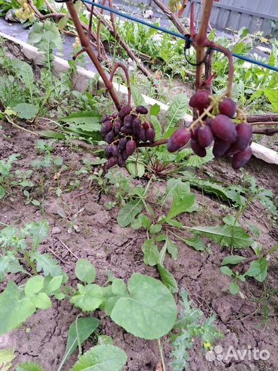 Виноград двух-трехлетки