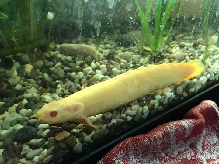 Полиптерусы