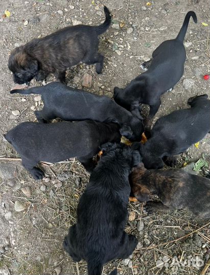 Щеночки мальчики и девочки в добрые руки