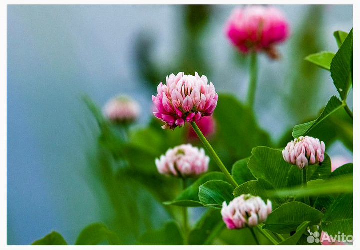 Семена Клевер Розовый Гибридный опт