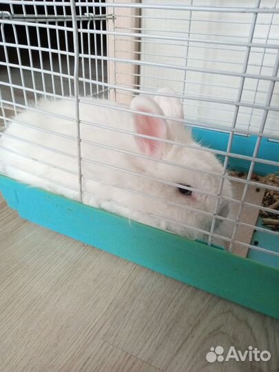 Продам кролика с клеткой