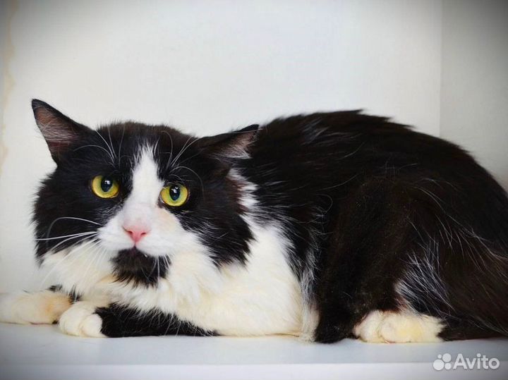 Кот Бородач ищет дом