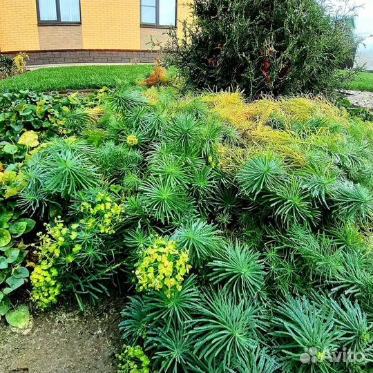 Молочай кипарисовый, саженцы