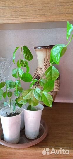 Жасмин Самбак,Оксалис