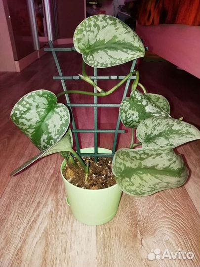 Сциндапсус