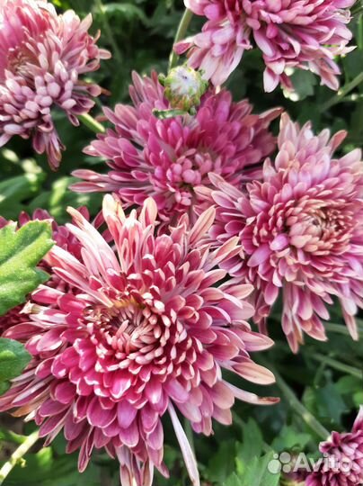 Хризантемы мультифлора