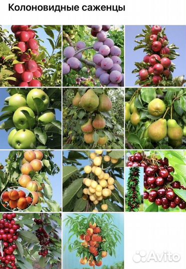 Канадские зимостойкие сорта черешни