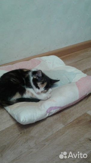 Котенок девочка в добрые руки