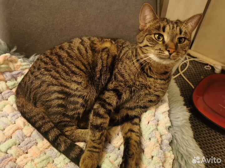 Ласковый котик в частный дом