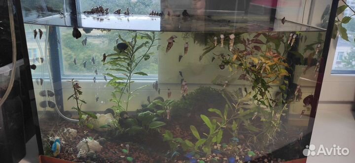 Улитки Мелании грунтовые